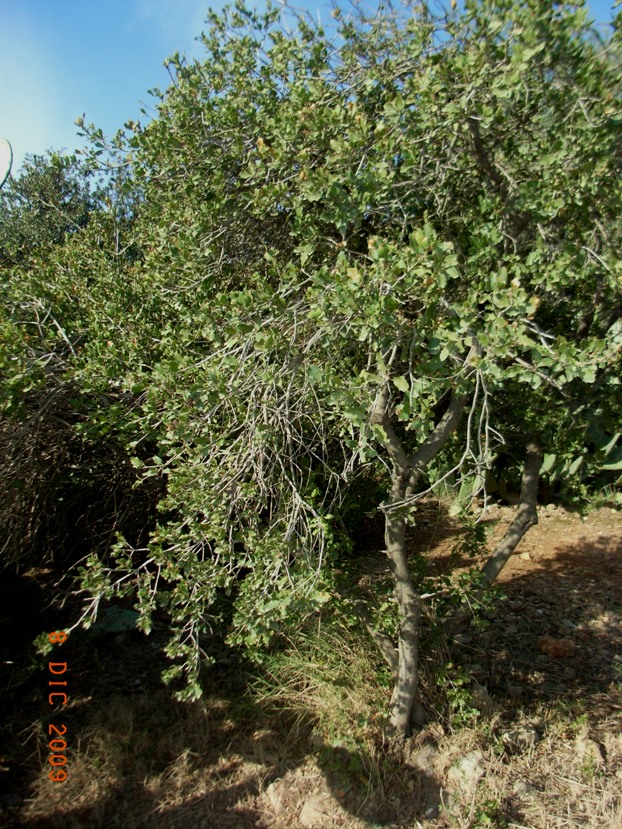 Quercus coccifera / Quercia spinosa